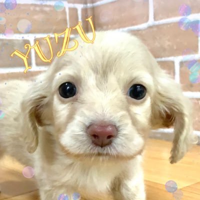 カニンヘンダックスフンドのゆず（♀）です🐶2019年11月13日生まれ。先代のわんこスマイリー（♀）2001/6/26〜2019/6/4🌈ダックス大好き、ダックスでTLを埋めたくてアカウント作成。可愛いわんちゃん無言フォロー失礼します（）お願いいたします🥺