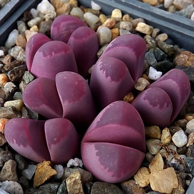 Succulents Plants by Beci Lithops