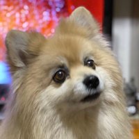 ポメラニアン🐶Cuu(@0BKzQIbolxddSFe) 's Twitter Profile Photo