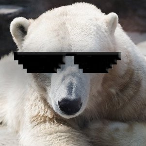 WhiteBearWhitey Profile Picture