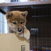 柴犬ゆず(@Yuzu_Shiba0509) 's Twitter Profileg