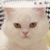 Whitecat (@whitepersian) Twitter profile photo Whitecat (@whitepersian) Twitter profile photo