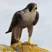 Ahmed Alruoosi (@ahmdalrwsy13) Twitter profile photo