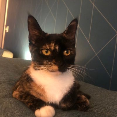 The_tiny_theo's profile picture. Hi, I'm Teddy and I'm now 1 years old! Insta @the.tiny.theodora