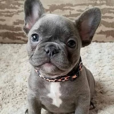 Welcome to the #frenchie Lovers page!✌
Follow us for smile☺
This page is dedicated for all #frenchie Owners and Lovers