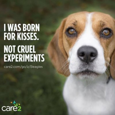 Lover of beagles, truth and family.