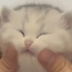 Refater1's profile picture. 