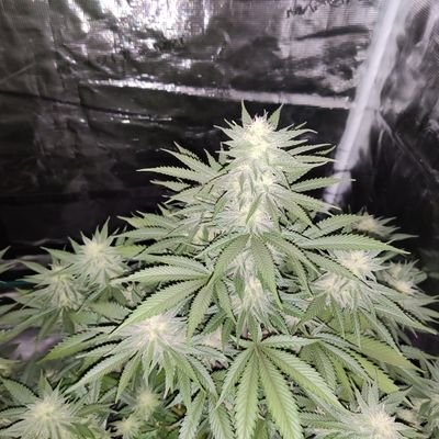 🏴Stoner Jim 🏴🇬🇧🇬🇧 Profile