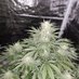 🏴Stoner Jim 🏴🇬🇧🇬🇧 (@dop3king) Twitter profile photo 🏴Stoner Jim 🏴🇬🇧🇬🇧 (@dop3king) Twitter profile photo