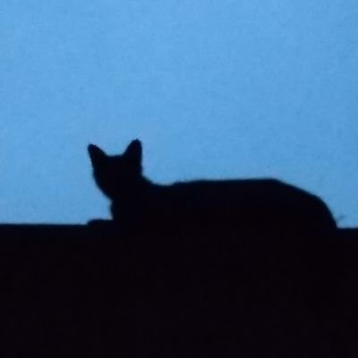 町内清掃活動のおばちゃん。猫好きでも猫嫌いでもない、猫普通の人です。野良ちゃんズを追い払うことがツラくなり、共存の道を探り始めました。猫レベルは多分1。情報収集、お勉強目的のツイッターです。【アカウント管理出来ないので、フォローは遠慮させて頂いてます】