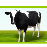 ttonatta's profile picture. 신선함이 살아있는 곳,
또나따 목장입니다!