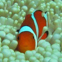 赤羽にも (@isshiy0706) 's Twitter Profile Photo