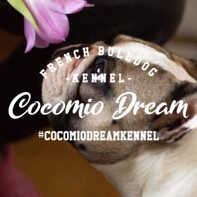 Reputable frenchie breeder of 17 years🇭🇺Producing quality french bulldog puppies. ✈️We ship worldwide📧cocomiodream@gmail.com Visit us online…