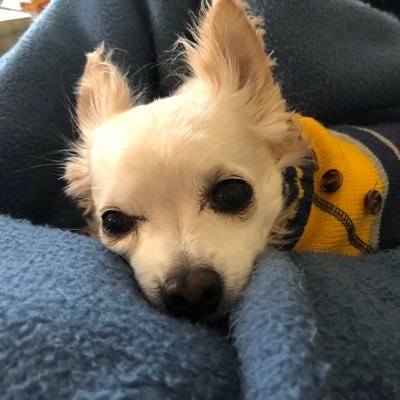 olddogpatrot's profile picture. Dues paid in full. Patriot