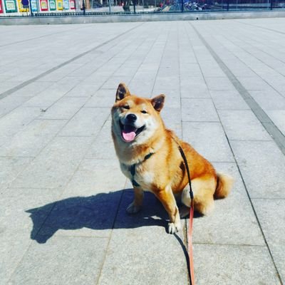 上海で柴犬2匹と美短猫1匹と生活中。 kintoneとGaroonは2012年から触ってます。最近はPowerAutomate、Sharepoint 、PowerApps、中国国産No Code仕込中