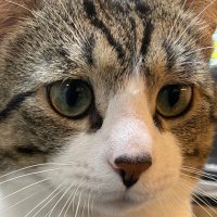 たゆしぃ (@tayusy3) 's Twitter Profile