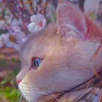 aelia (@raspberrysan_) 's Twitter Profile