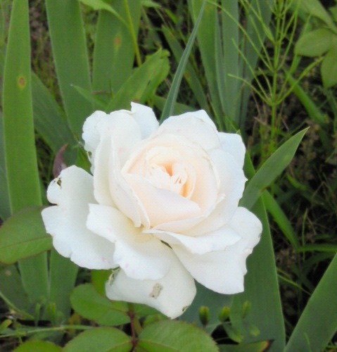 kotomiw4's profile picture. 毎日ご機嫌でいたいなぁ♪