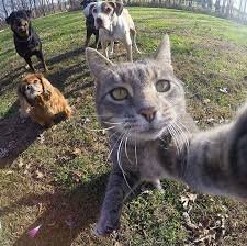 AemyFitri's profile picture. meow