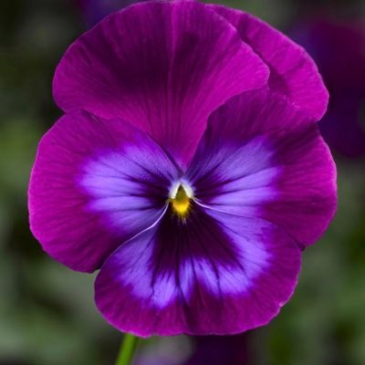 MzMack77's profile picture. 