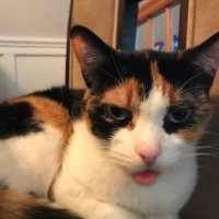 ValB (@valeriebobalery) 's Twitter Profile Photo ValB (@valeriebobalery) 's Twitter Profile Photo