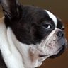 bostonandbaby1's profile picture. Cool mom. 🦇 Old goth. Boston Terrier Cult. 🤩 Flat Faced Dogs 🖤 Solidarity. Mutual aid. 🫴↙️↙️↙️