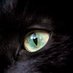 Princesse Moka 🐈⬛ 🦐🌞 🐟 (@mokadu06) Twitter profile photo Princesse Moka 🐈⬛ 🦐🌞 🐟 (@mokadu06) Twitter profile photo