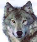 DEADWOODGW's profile picture. Gold Wolf