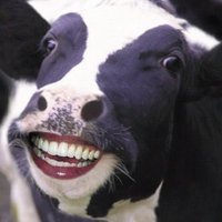 Vaca Perplexa 🇺🇦(@correfrotinha) 's Twitter Profile Photo