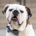 Handsome Dan XIX (@handsomedanyale) Twitter profile photo Handsome Dan XIX (@handsomedanyale) Twitter profile photo