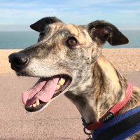 Noel Sergeant (@noel_sergeant) 's Twitter Profile