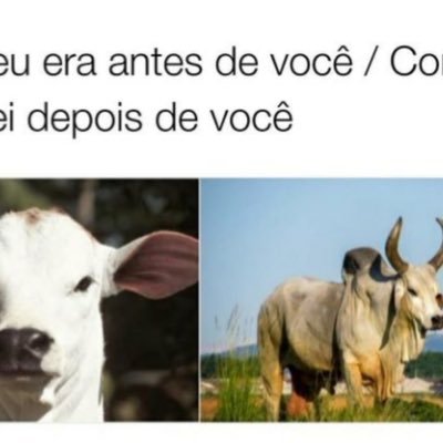 93Tms's profile picture. Um dia, encontrarei uma mulher que me faça feliz sendo corninho dela.