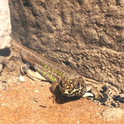 Louismerchant2's profile picture. exorcising my demons