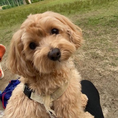 den_0117's profile picture. 今プログラミングを頑張って勉強して、転職を目指している既婚者で子供が3人います！かなり無謀とも言える挑戦をしているかもしれませんが何としてもエンジニアになりたくて日々仕事の合間に勉強して頑張ってます。同じ境遇の方は、お互い切磋琢磨して頑張って世間の定着した概念を変えましょう！