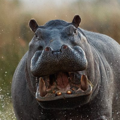 A hippo hungry for crypto! 🦛

Also eating watermelons 🍉