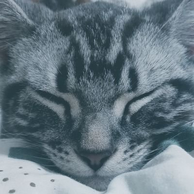 コンパス APEX codm ブロスタ mcoc x-hero 基本フォロバ