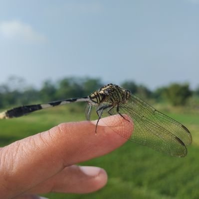 bangorjok's profile picture. bangunan