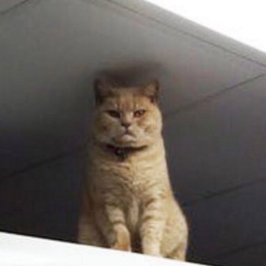 riu_rt's profile picture. I made this account to look at pictures of cats