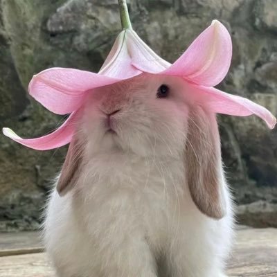 nellklassen's profile picture. 