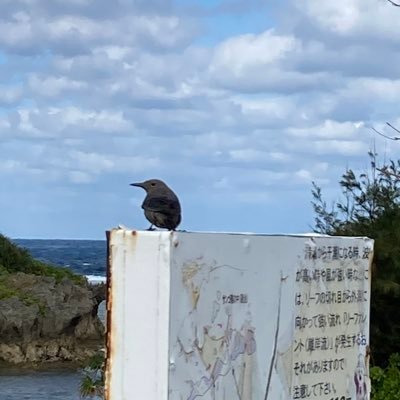 広島出身、大阪在住、4人のママ。体力勝負の幼稚園勤務&英語サポート。将来南国に住む予定🏝。 大衆演劇ファン2022.8月〜花組むらさきさん世羅温泉で芽生える。子どもたち一人一人に良い所があるように、各劇団さんにも個性があると思います。その魅力を発信できたら嬉しいです。大衆演劇の灯よ、いつまでも✨そして世界中に広がれ✨