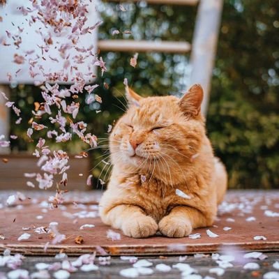 WuYahui15's profile picture. 你們的心.Shinhwa的心 都一樣 加油