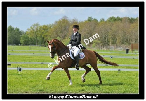 Annetje_K's profile picture. Dressuuramazone (Subtop, Inter2) Instructrice en KNHS Jury ZZ Licht