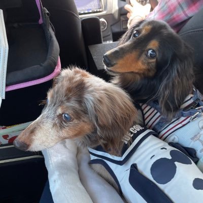 yosahasakumi's profile picture. 三男コイチ♂15歳カニンヘンダックスのママ🤗コイチ は11歳から我が家に来た保護犬ちゃんです！長男ヨサク♂17歳半で🌈次男 ハッサク♂16歳11ヶ月で🌈64歳のツイッター初心者です。