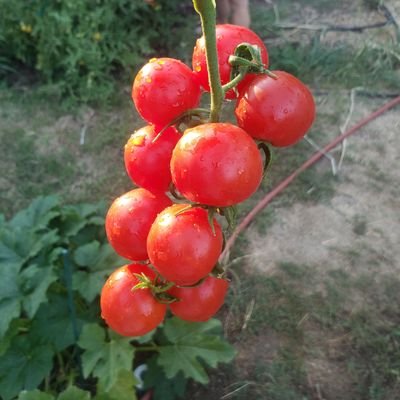 eunuch88's profile picture. Youtube gardener.