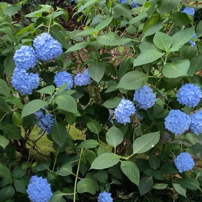 れいわ支持の医療者。 防災士。日本を蹂躙・破壊し衰退させ続けた自公政権やそれに群がる利権団体を監視し、批判し続ける。日本の凋落を憂いながらも希望は絶対捨てない。憲法と人権、平和、環境、文化、歴史を守り、次世代に繋げたい。リポスト、いいね、無言フォロー失礼します。