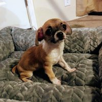 Dune nugget (@dune_nug_good) 's Twitter Profile