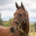 Macleay Th'bred Stud (@tbredswatson) Twitter profile photo Macleay Th'bred Stud (@tbredswatson) Twitter profile photo