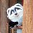 Raccoon_Dachs_