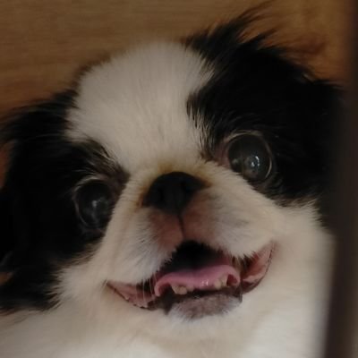 犬の狆様が大好き!!で、周りに狆飼いさんが居ないので色んな狆さんが見たいです！可愛い狆さん、その他動物達も大好物です。
メダ活にも食いつきます。
宜しくお願いします