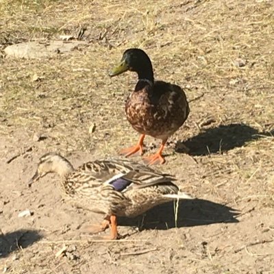 OfficeDuck's profile picture. What?